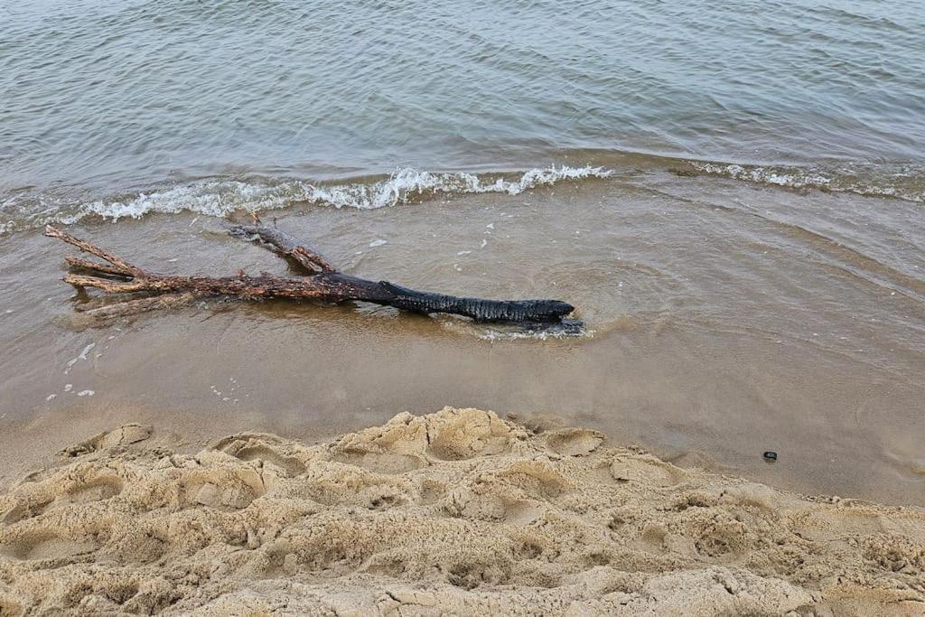 Neptun Nad Morzem Wyspa Sobieszewska Lägenhet Gdańsk